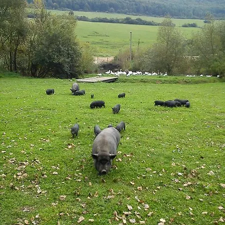 Affittacamere Penzion Drienovkou *