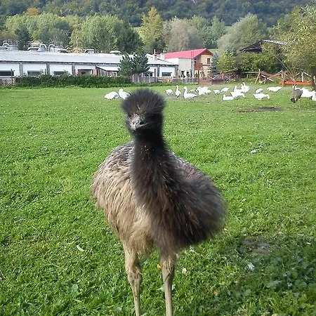 Penzión pre hostí Penzion Drienovkou *